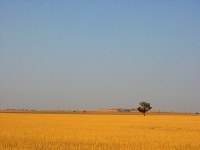 Central West NSW chase - 8th February