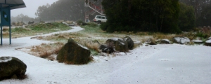 Summit of Mt Donna Buang (1250m - 8.30am)